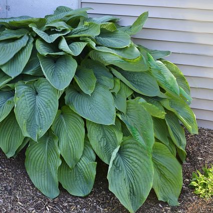 Perennial foliage of Empress Wu Hosta (Hosta 'Empress Wu') in a garden setting.