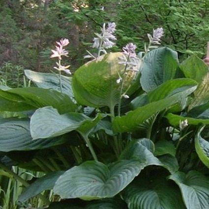 Empress Wu Hosta (Hosta 'Empress Wu') growing in a garden landscape, showing mature perennial form.