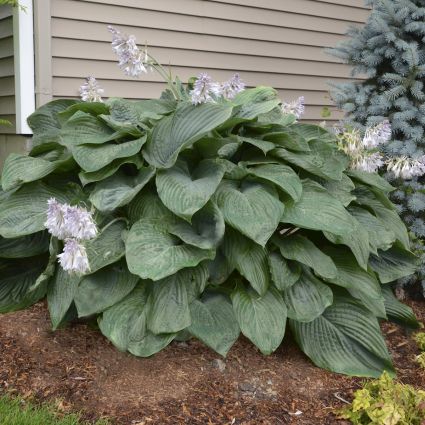 Empress Wu Hosta (Hosta 'Empress Wu'), a perennial featuring purple flowers and perennial.