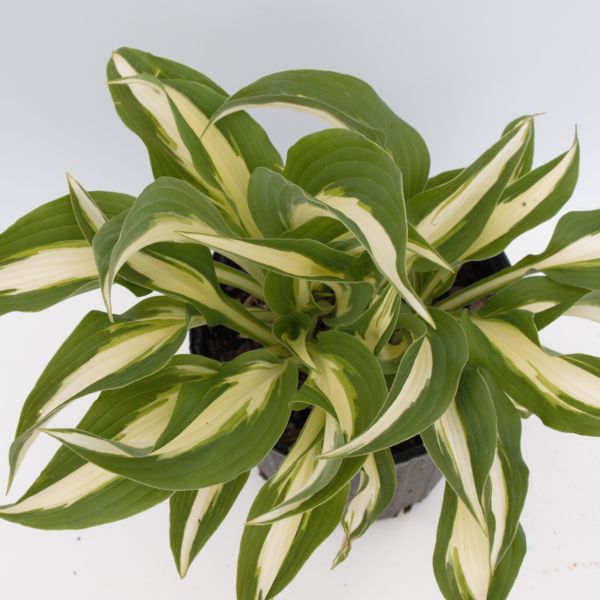 fire and ice hosta plants Fire and Ice Hosta