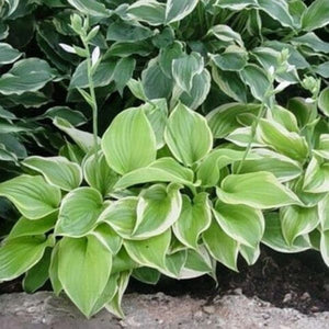 Close-up of white hosta flowers on Fragrant Bouquet Hosta blooming in late summer to early fall.