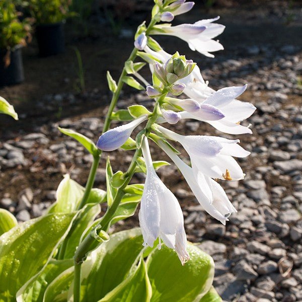 Fragrant Bouquet Hosta (Hosta 'Fragrant Bouquet'), a perennial featuring white flowers and perennial.
