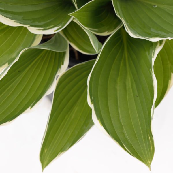 Yellow fall foliage on Francee Hosta (Hosta fourtunei 'Francee').