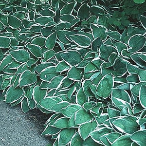 Close-up of purple hosta flowers on Francee Hosta blooming in early summer to late summer.