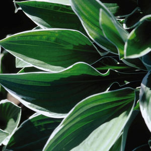 Perennial foliage of Francee Hosta (Hosta fourtunei 'Francee') in a garden setting.