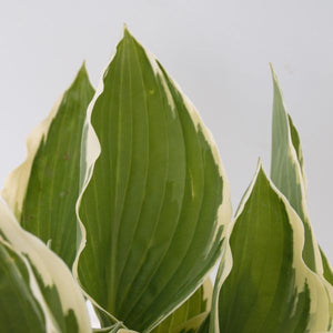 Francee Hosta (Hosta fourtunei 'Francee') growing in a garden landscape, showing mature perennial form.