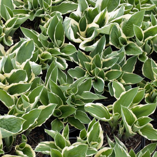 Francee Hosta (Hosta fourtunei 'Francee'), a perennial featuring purple flowers and perennial.