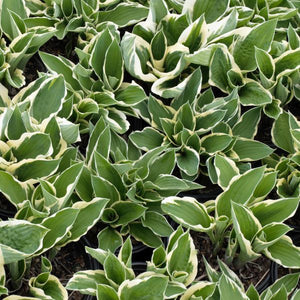 Francee Hosta (Hosta fourtunei 'Francee'), a perennial featuring purple flowers and perennial.
