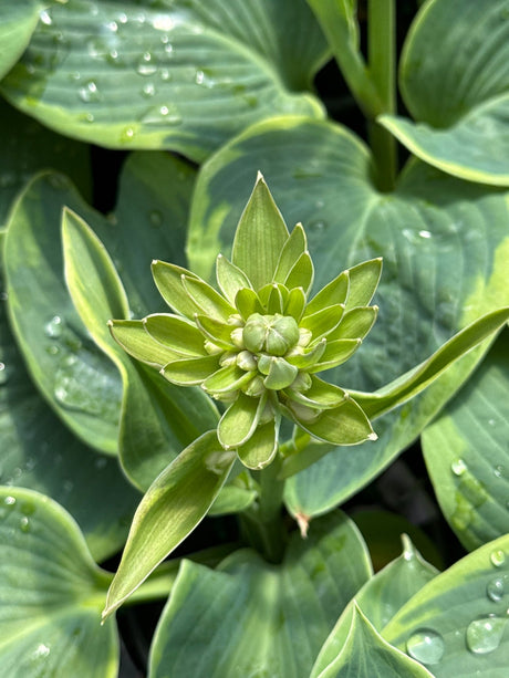 Frances Williams Hosta displays a distinctive green flower spike with layered bracts emerging from blue-green foliage with golden yellow margins.