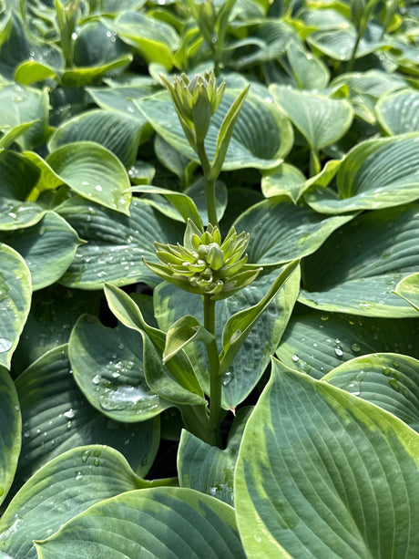 Frances Williams hosta displays emerging flower buds on tall scapes surrounded by large blue-green leaves with yellow margins and prominent ribbed.