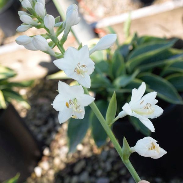 Frances Williams Hosta - Thumbnail 4
