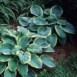 Frances Williams Hosta (Hosta seiboldiana 'Frances Williams'), a perennial featuring purple, white flowers and perennial.