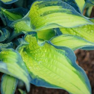 Close-up of white hosta flowers on Great Expectations Hosta blooming in late summer to early fall.