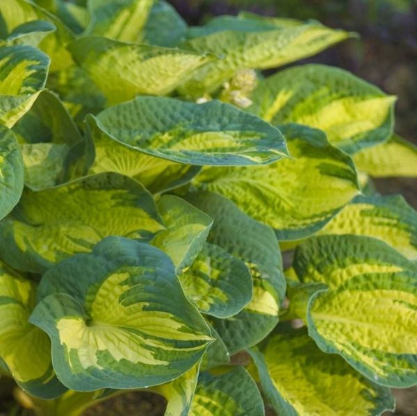 Great Expectations Hosta (Hosta sieboldiana 'Great Expectations'), a perennial featuring white flowers and perennial.