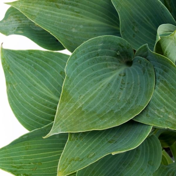 Close-up of purple hosta flowers on Halcyon Hosta blooming in late summer to early fall.