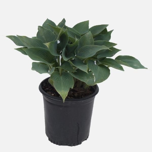 Perennial foliage of Halcyon Hosta (Hosta 'Halcyon') in a garden setting.