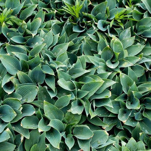 Halcyon Hosta (Hosta 'Halcyon'), a perennial featuring purple flowers and perennial.