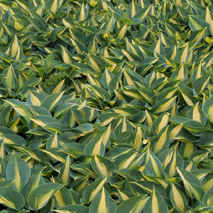 Close-up of purple hosta flowers on June Hosta blooming in late summer to early fall.