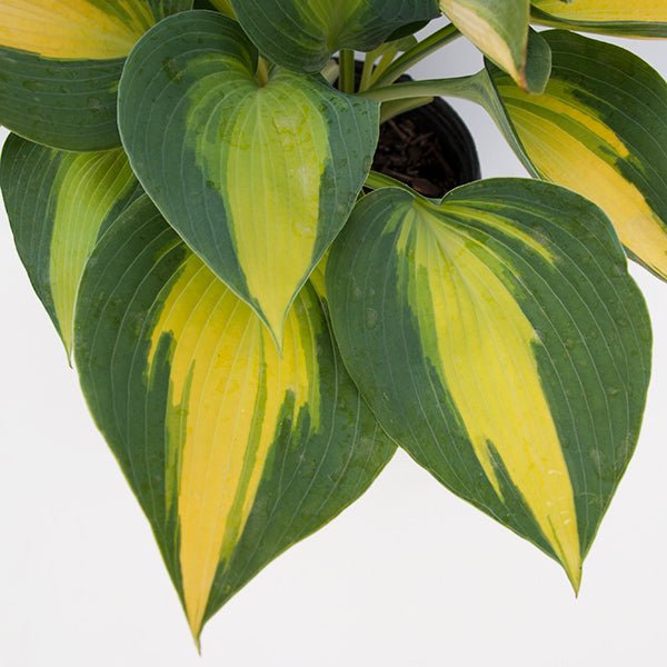 Perennial foliage of June Hosta (Hosta 'June') in a garden setting.