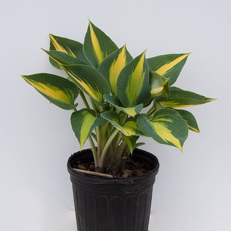 June Hosta (Hosta 'June') growing in a garden landscape, showing mature perennial form.