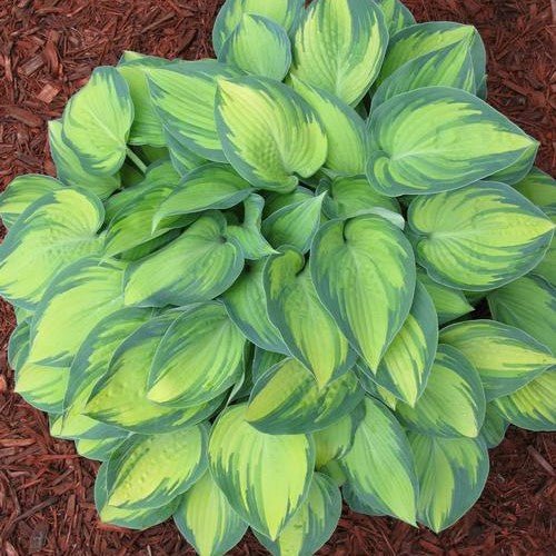 June Hosta (Hosta 'June'), a perennial featuring purple flowers and perennial.