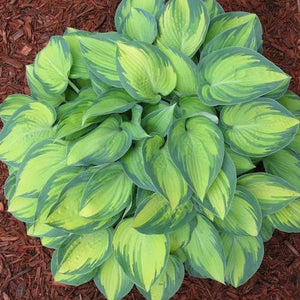 June Hosta (Hosta 'June'), a perennial featuring purple flowers and perennial.