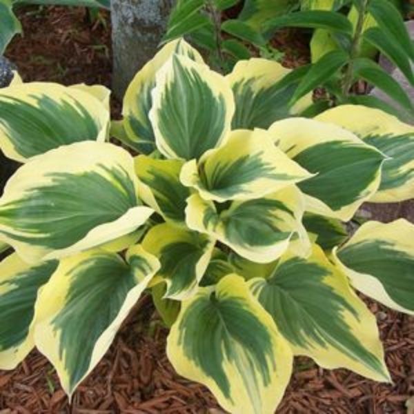 Liberty Hosta (Hosta 'Liberty'), a perennial featuring purple flowers and perennial.