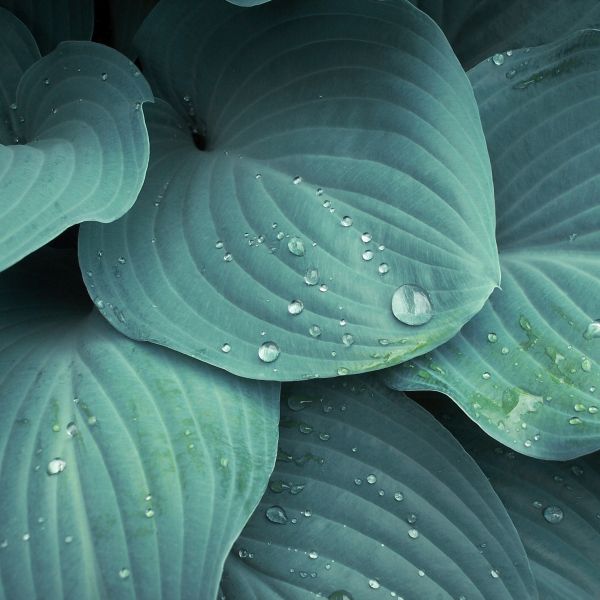 Blue Mouse Ears Hosta (Hosta 'Blue Mouse Ears'), a perennial featuring purple flowers and perennial.