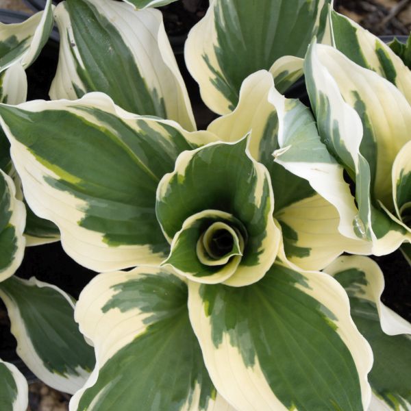 Plantain Lily (Hosta) Patriot