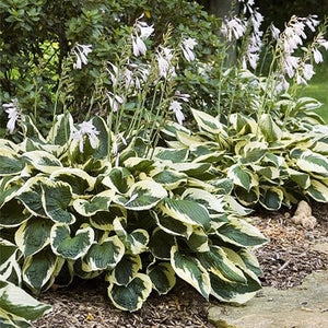 Patriot Hosta (Hosta 'Patriot'), a perennial featuring purple flowers and perennial.