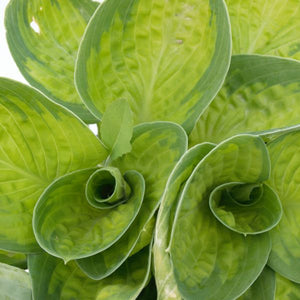 Close-up of purple hosta flowers on Rainforest Sunrise Hosta blooming in late summer to early fall.