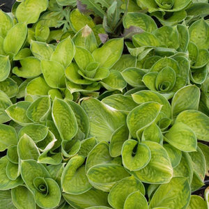 Rainforest Sunrise Hosta (Hosta 'Rainforest Sunrise'), a perennial featuring purple flowers and perennial.