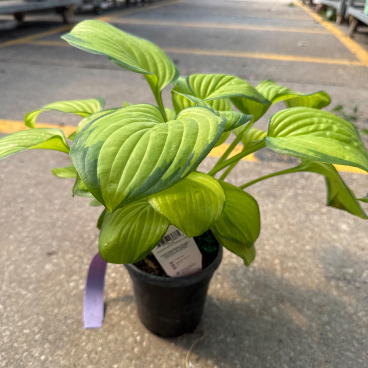 A vibrant 'Stained Glass' Hosta plant with variegated green and yellow