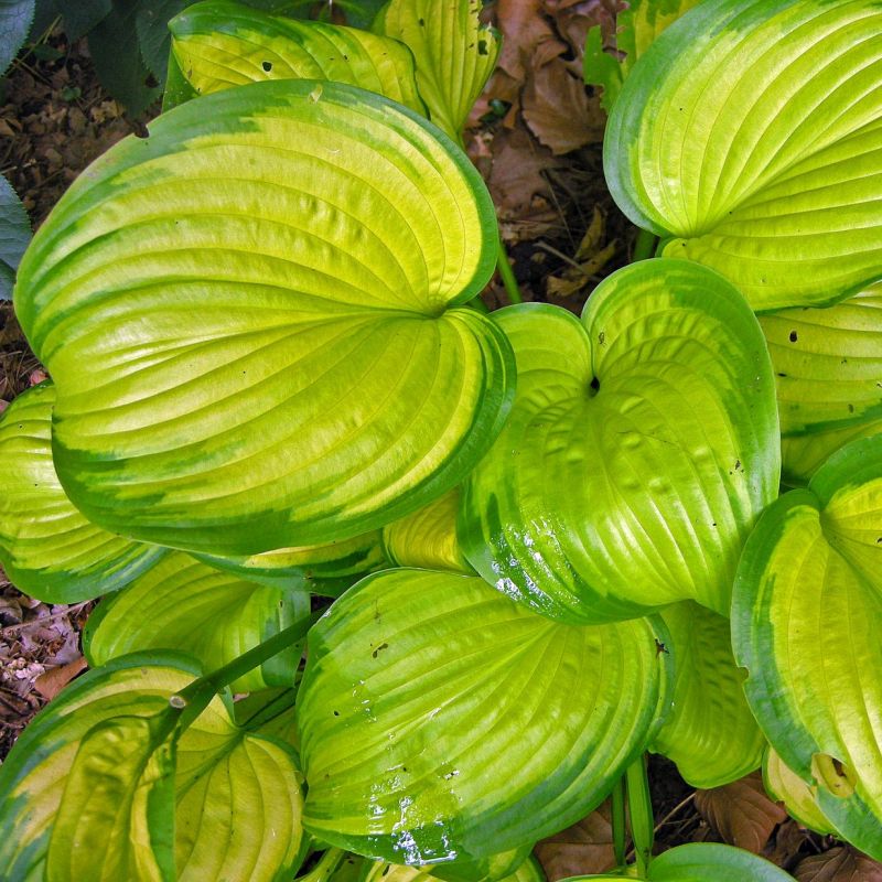 Plantain Lily Hosta Stained Glass Live Plant