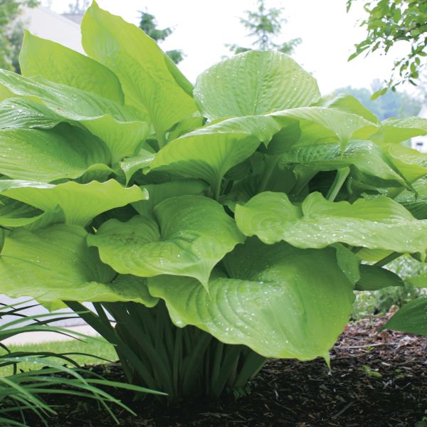 Close-up of purple hosta flowers on Sum and Substance Hosta blooming in late summer to early fall.