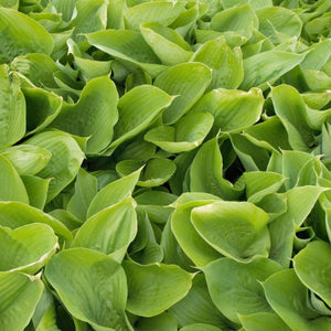 Perennial foliage of Sum and Substance Hosta (Hosta x 'Sum and Substance') in a garden setting.