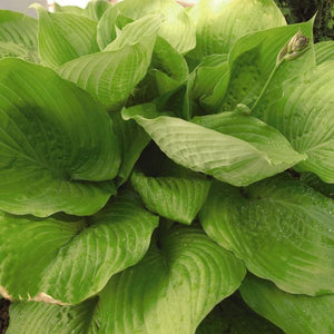 Sum and Substance Hosta (Hosta x 'Sum and Substance') growing in a garden landscape, showing mature perennial form.
