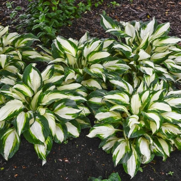 Close-up of purple, pink hosta flowers on Vulcan Hosta blooming in late summer to early fall.