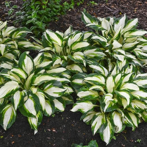 Close-up of purple, pink hosta flowers on Vulcan Hosta blooming in late summer to early fall.