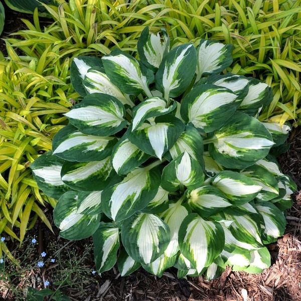 Perennial foliage of Vulcan Hosta (Hosta 'Vulcan') in a garden setting.