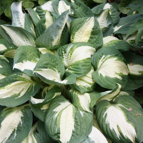 Vulcan Hosta (Hosta 'Vulcan'), a perennial featuring purple, pink flowers and perennial.