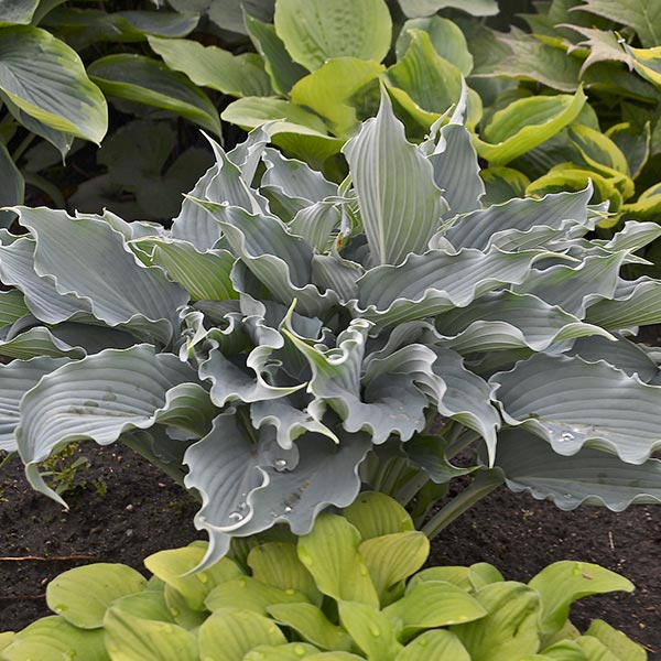 Close-up of purple hosta flowers on Shadowland® Waterslide Hosta blooming in late summer to early fall.