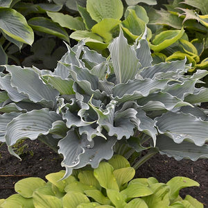 Close-up of purple hosta flowers on Shadowland® Waterslide Hosta blooming in late summer to early fall.