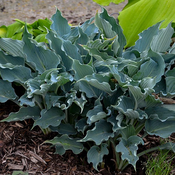 Shadowland® Waterslide Hosta (Hosta SHADOWLAND® 'Waterslide'), a perennial featuring purple flowers and perennial.