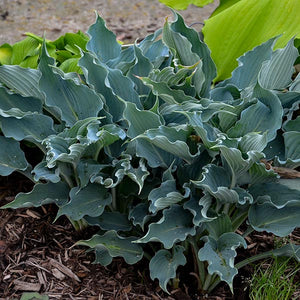 Shadowland® Waterslide Hosta (Hosta SHADOWLAND® 'Waterslide'), a perennial featuring purple flowers and perennial.
