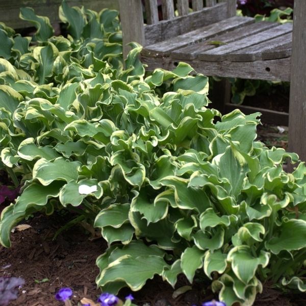 Close-up of purple hosta flowers on Wheee! Hosta blooming in late summer to early fall.