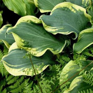 Wheee! Hosta (Hosta 'Wheee!'), a perennial featuring purple flowers and perennial.