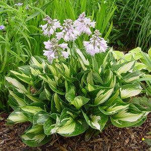 Whirlwind Hosta (Hosta 'Whirlwind'), a perennial featuring purple flowers and perennial.