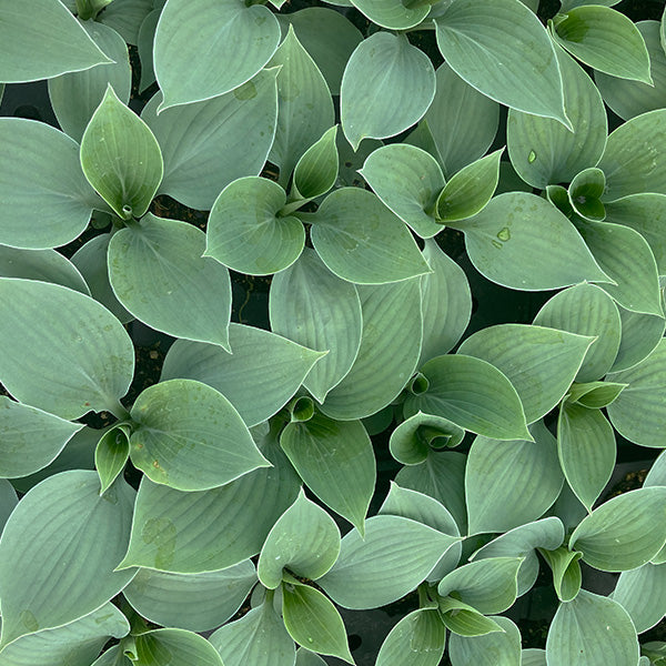 Hadspen Blue Hosta