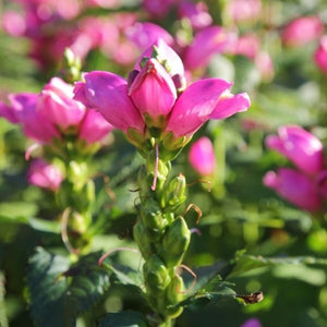 Hot Lips Turtlehead - Nature Hills Nursery - #1 Container - 